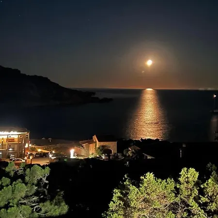 Lilium Maris Tizzano