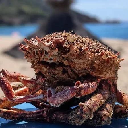 Lilium Maris 4* Tizzano