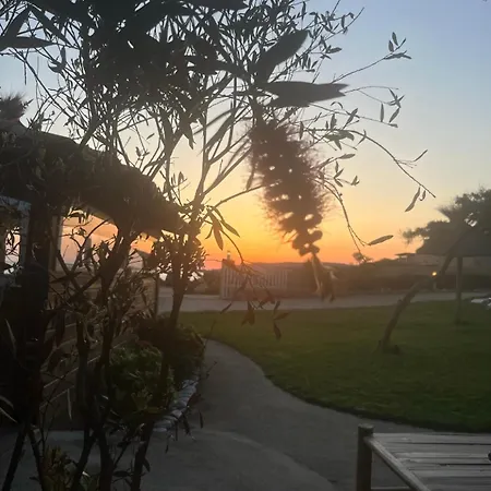 Lilium Maris Tizzano