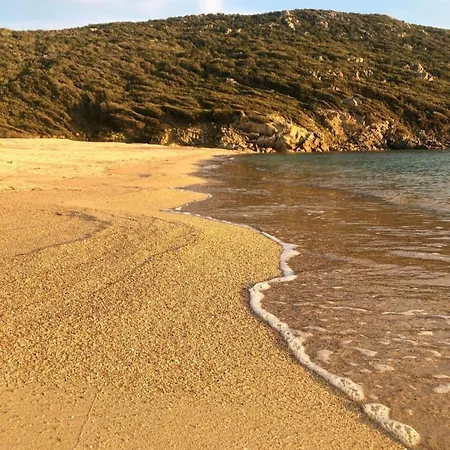 Lilium Maris Tizzano