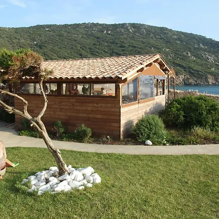Lilium Maris 4*