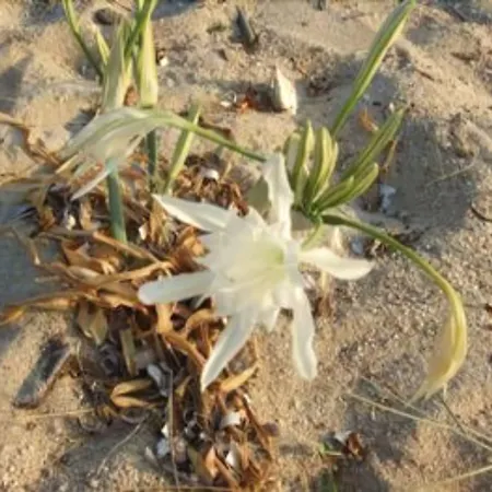 מלון Lilium Maris 4*