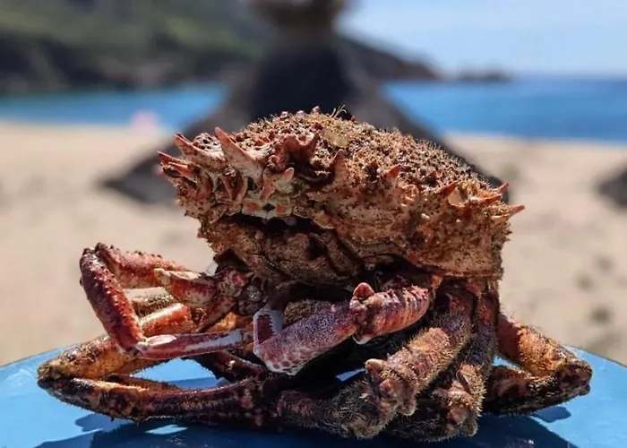 Lilium Maris 4* Tizzano