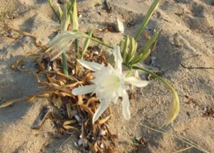 Отель Lilium Maris 4*